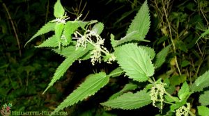 Brennessel - urtica