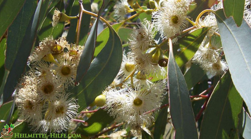 Eukalyptus - eucalypten Blüten