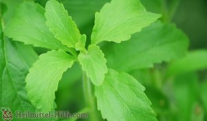 Stevia rebaudiana