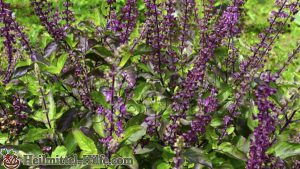 Tulsi als Heilmittel - ocimum tenuiflorum