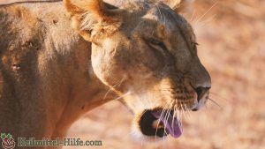 Hausmittel gegen Heiserkeit
